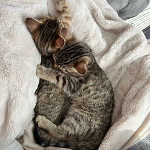 Meet your Posher, Penelope